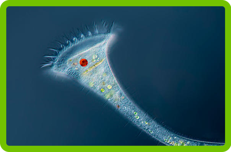 Example of a single-celled protozoa organism